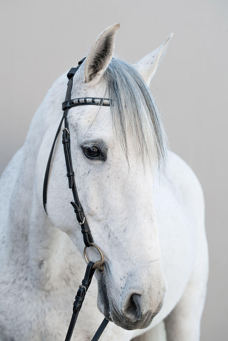 Toyon vineyard white horse